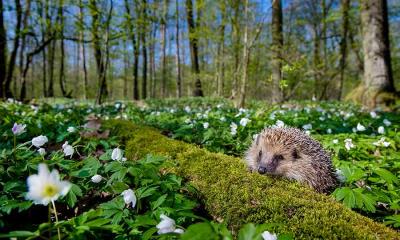 春季的&ldquo;带刺巡逻兵&rdquo;&nbsp;&nbsp;|&nbsp;&nbsp;西欧刺猬，法国 (&copy; Klein & Hubert/Nature Picture Library) - 2026/04/21