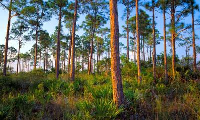 向树木致敬&nbsp;&nbsp;|&nbsp;&nbsp;湿地松和锯棕榈组成的森林吊床, 大沼泽地国家公园, 佛罗里达, 美国 (&copy; Mary Liz Austin/Alamy) - 2026/04/24