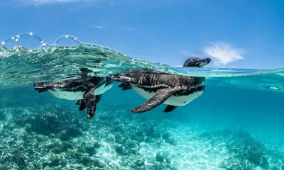 打破企鹅规则&nbsp;&nbsp;|&nbsp;&nbsp;加拉帕戈斯企鹅游泳, 加拉帕戈斯群岛, 厄瓜多尔 (&copy; Henley Spiers/Nature Picture Library) - 2026/04/25