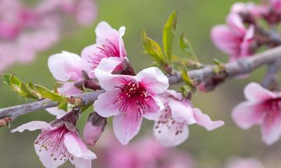 繁花盛放&nbsp;&nbsp;|&nbsp;&nbsp;粉红色的苹果花, 阿维拉海滩, 加利福尼亚州, 美国 (&copy; Mimi Ditchie Photography/Getty Images) - 2026/04/26