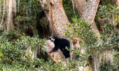 野外奇观&nbsp;&nbsp;|&nbsp;&nbsp;眼镜熊在树上休息, 厄瓜多尔 (&copy; Andy Rouse/Nature Picture Library) - 2026/04/28