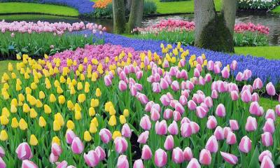 郁金香是这里的主角&nbsp;&nbsp;|&nbsp;&nbsp;葡萄风信子和郁金香, 库肯霍夫花园, 利塞, 荷兰 (&copy; Martin Ruegner/Getty Images) - 2026/04/30