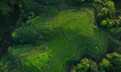 酿造传承&nbsp;&nbsp;|&nbsp;&nbsp;四川省的茶梯田, 中国 (&copy; lzf/Shutterstock) - 2026/05/21