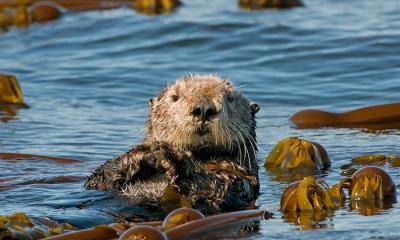 它们&ldquo;獭&rdquo;独一无二&nbsp;&nbsp;|&nbsp;&nbsp;海獭，霍默卡奇马克湾，阿拉斯加州，美国 (&copy; roclwyr/Getty Images) - 2026/05/27