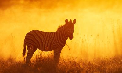 读懂黑白之间&nbsp;&nbsp;|&nbsp;&nbsp;平原斑马幼崽，埃托沙国家公园，纳米比亚 (&copy; Sharon Heald/Nature Picture Library) - 2026/05/30