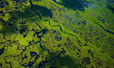 顺流而行&nbsp;&nbsp;|&nbsp;&nbsp;大沼泽地国家公园航拍景观，佛罗里达州，美国 (&copy; Tetra Images/Getty Images) - 2026/05/31