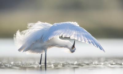 优雅羽饰&nbsp;&nbsp;|&nbsp;&nbsp;梳理羽毛的雪鹭，佛罗里达州中部，美国 (&copy; Donald M. Jones/Minden Pictures) - 2026/06/04