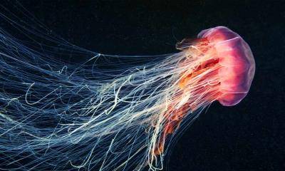随波逐流&nbsp;&nbsp;|&nbsp;&nbsp;在海洋中游动的狮鬃水母 (&copy; Alexander Semenov Images/Shutterstock) - 2026/06/08
