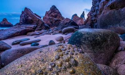 沉静的力量&nbsp;&nbsp;|&nbsp;&nbsp;退潮时裸露在乌尔萨海滩海岸上的帽贝, 葡萄牙 (&copy; Theo Bosboom/Nature Picture Library) - 2026/06/11