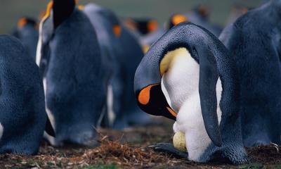 鸟类好爸爸&nbsp;&nbsp;|&nbsp;&nbsp;企鹅爸爸正在检查蛋的情况 (&copy; McDonald Wildlife Photography Inc./Getty Images) - 2026/06/21
