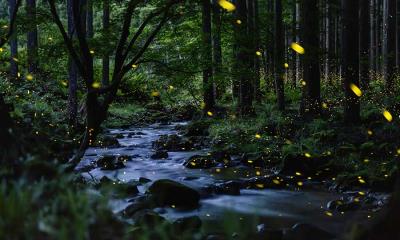 流光之诗&nbsp;&nbsp;|&nbsp;&nbsp;小溪上方的萤火虫，冈山县，日本 (&copy; tdub303/Getty Images) - 2026/07/03