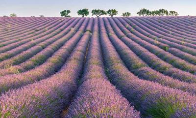 紫色花海&nbsp;&nbsp;|&nbsp;&nbsp;瓦朗索勒高原的薰衣草行，普罗旺斯，法国 (&copy; Robert Harding/Shutterstock) - 2026/07/05
