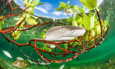 奇妙的真相&nbsp;&nbsp;|&nbsp;&nbsp;柠檬鲨幼崽在红树林中，伊柳塞拉岛，巴哈马 (&copy; Shane Gross/Nature Picture Library) - 2026/07/14