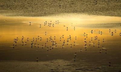 湖水、野生动物与奇景&nbsp;&nbsp;|&nbsp;&nbsp;日出时的小红鹳群，马加迪湖，肯尼亚 (&copy; Denis-Huot/Nature Picture Library) - 2026/08/27