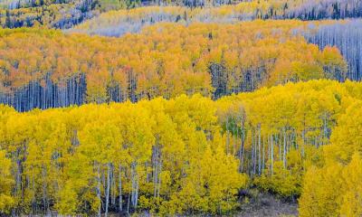 金色时节&nbsp;&nbsp;|&nbsp;&nbsp;瓜兹曼山口附近的秋日山杨林，犹他州，美国 (&copy; Danita Delimont/Shutterstock) - 2026/09/22