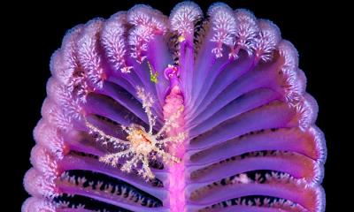 深海夜花园&nbsp;&nbsp;|&nbsp;&nbsp;海笔上的装饰蟹，科莫多国家公园，印度尼西亚 (&copy; Alex Mustard/Nature Picture Library) - 2026/09/27