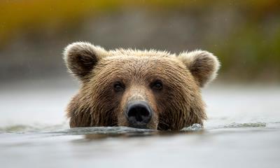捕捉、进食、重复&nbsp;&nbsp;|&nbsp;&nbsp;美国阿拉斯加州克拉克湖国家公园和自然保护区银鲑溪中的棕熊 (&copy; Danny Green/Nature Picture Library) - 2026/10/03