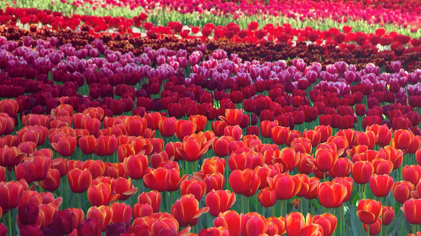 https://bing.ee123.net/img/rand?artid=103441734