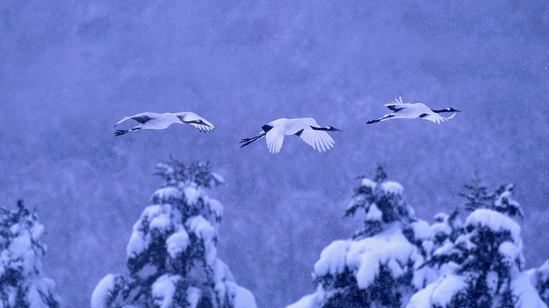 https://bing.ee123.net/img/rand?artid=106487280