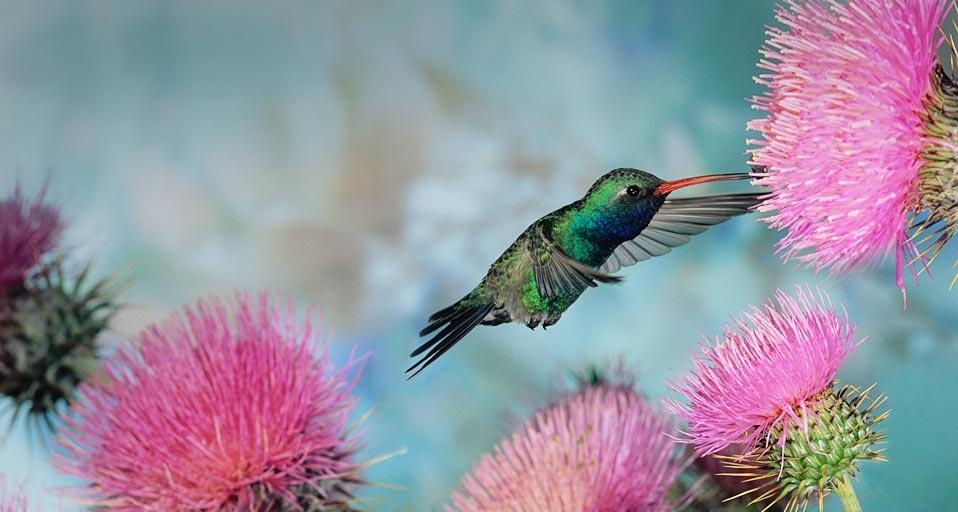 https://bing.ee123.net/img/rand?artid=108751998