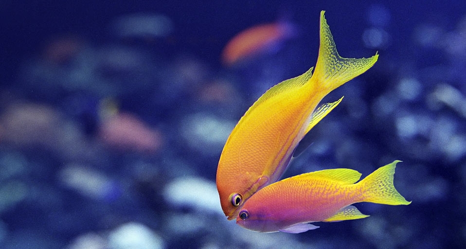 https://bing.ee123.net/img/rand?artid=110639747