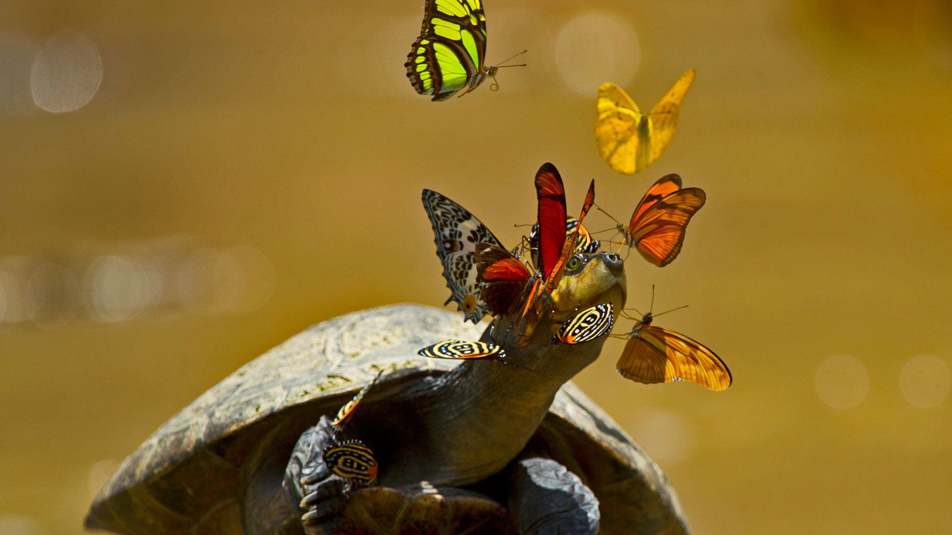 https://bing.ee123.net/img/rand?artid=115347124