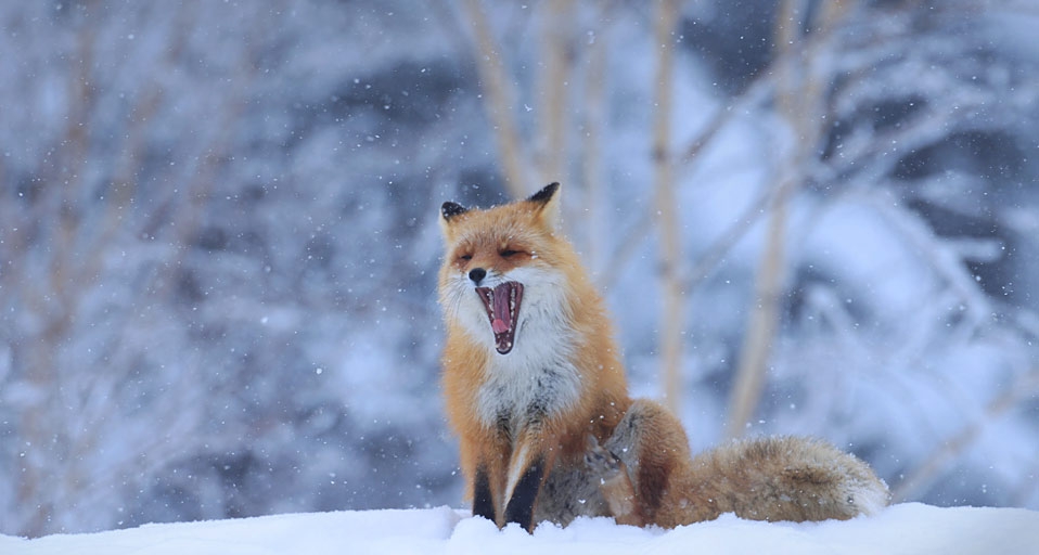 https://bing.ee123.net/img/rand?artid=119221741