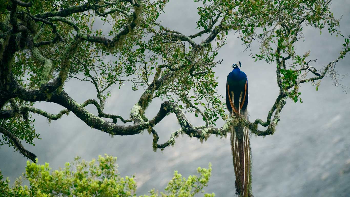 https://bing.ee123.net/img/rand?artid=126108092