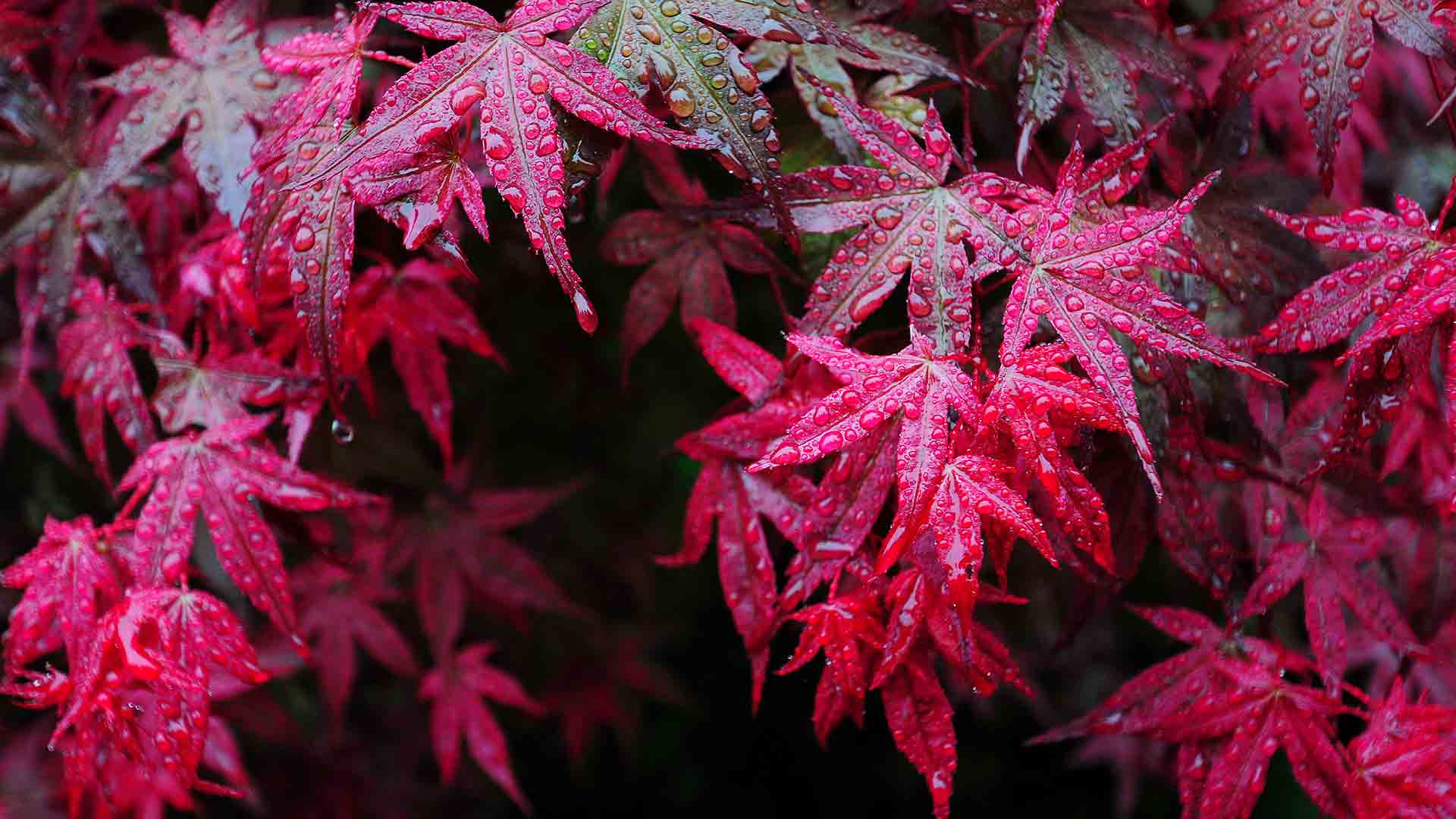 https://bing.ee123.net/img/rand?artid=128678998