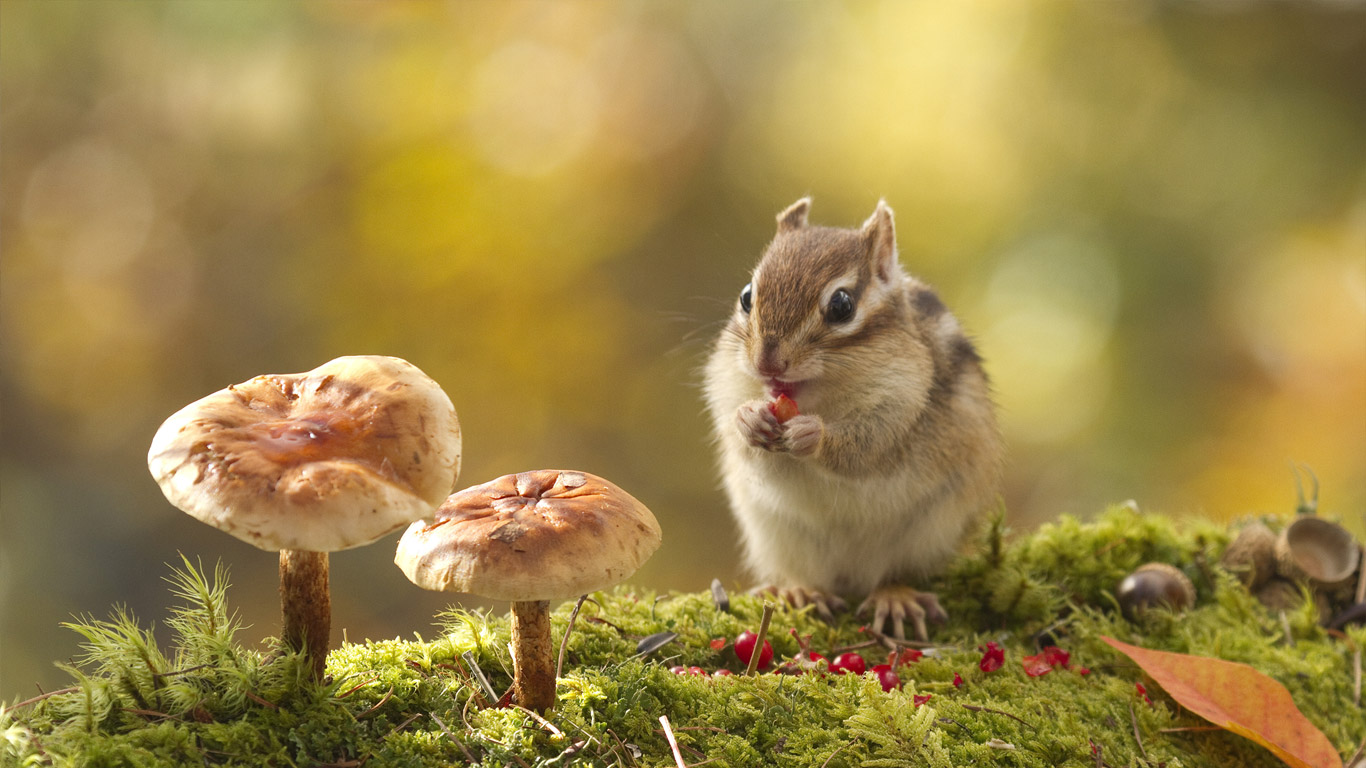 https://bing.ee123.net/img/rand?artid=128992880