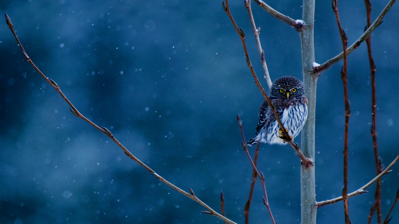 https://bing.ee123.net/img/rand?artid=135615235
