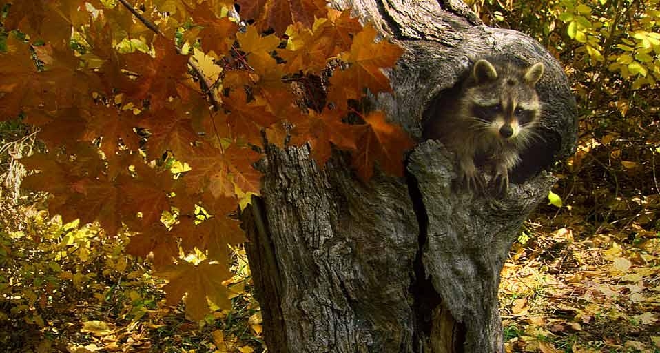 https://bing.ee123.net/img/rand?artid=141277226