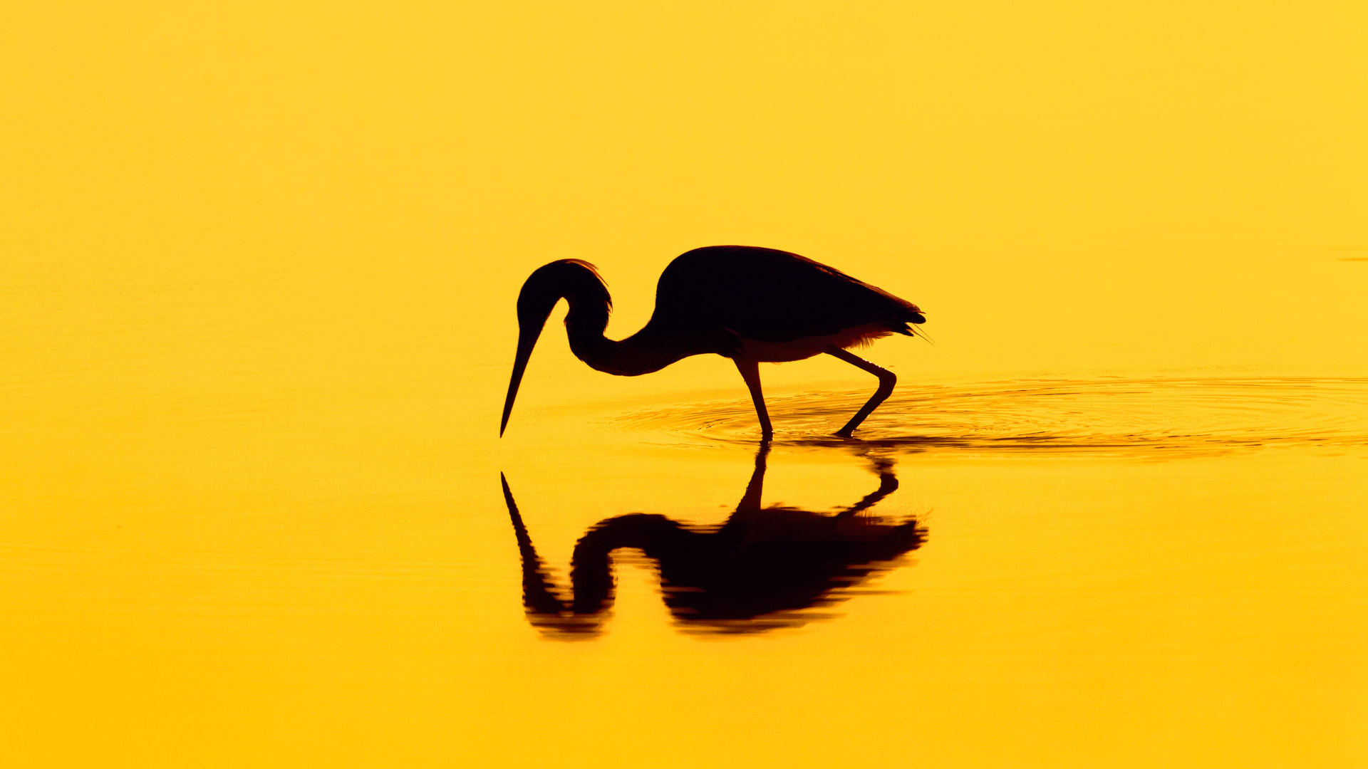 https://bing.ee123.net/img/rand?artid=146113120