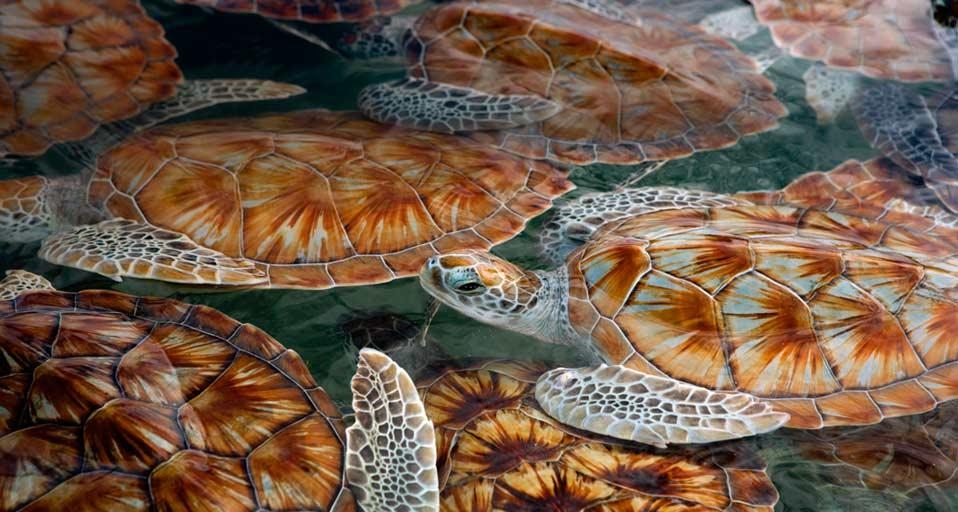 https://bing.ee123.net/img/rand?artid=146218129