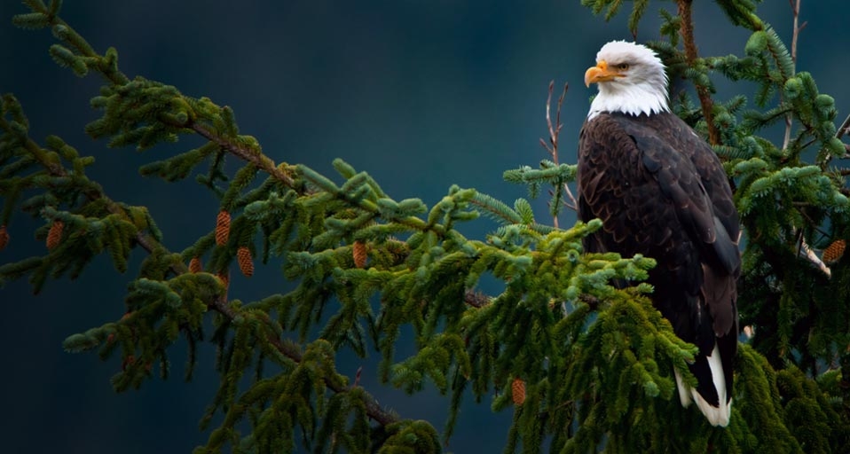 https://bing.ee123.net/img/rand?artid=146226638