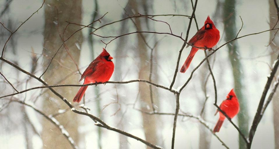 https://bing.ee123.net/img/rand?artid=146295725