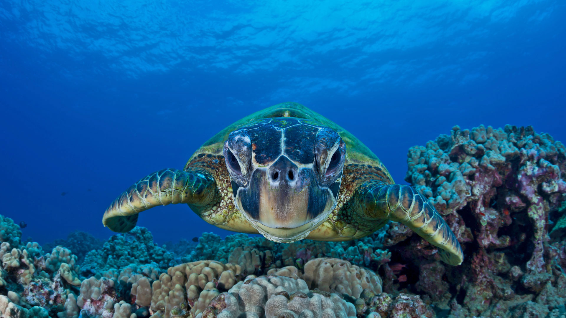 https://bing.ee123.net/img/rand?artid=242375