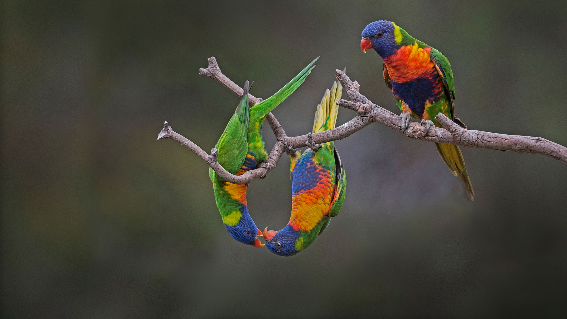 https://bing.ee123.net/img/rand?artid=70244794