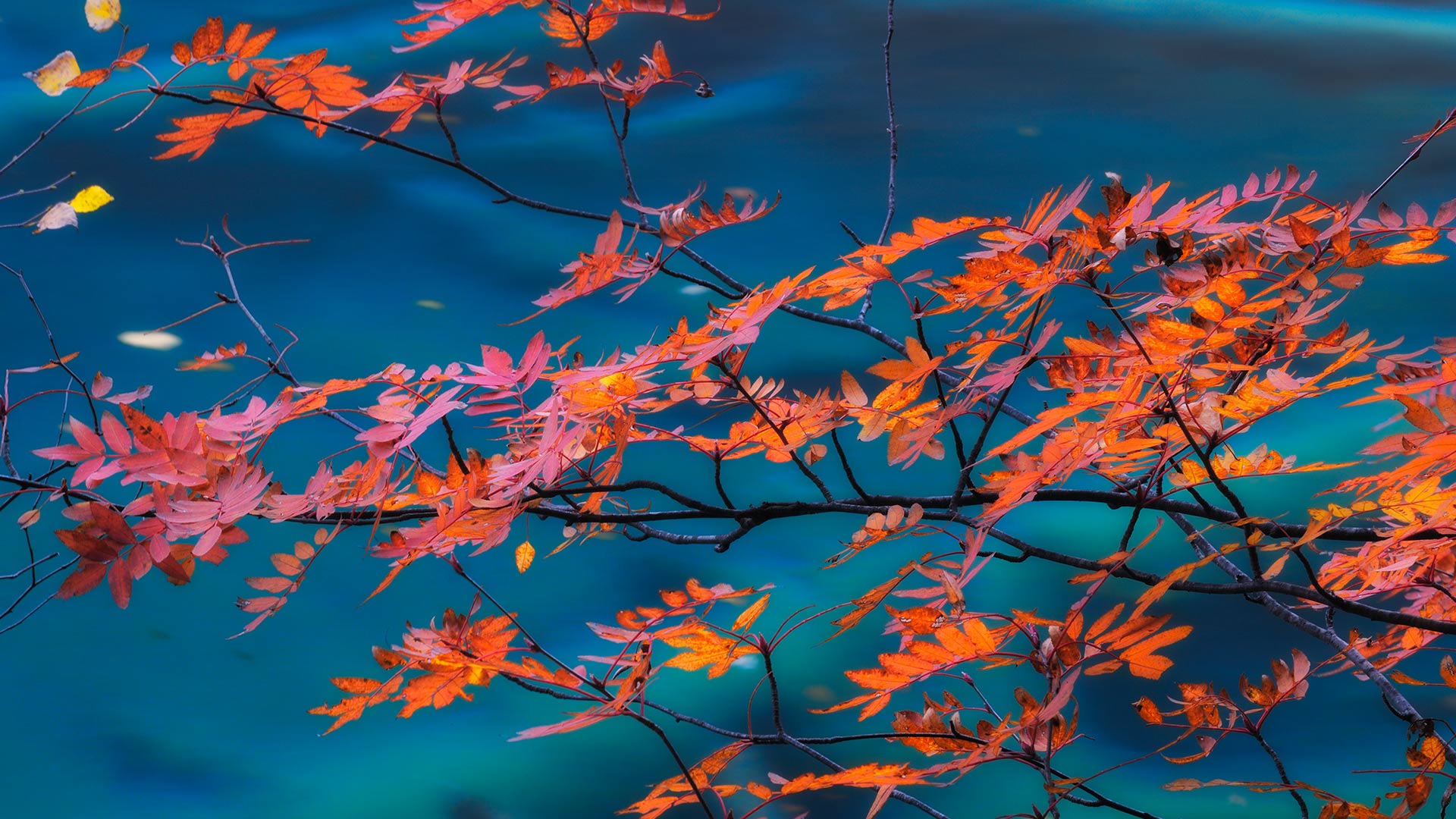 https://bing.ee123.net/img/rand?artid=72903756