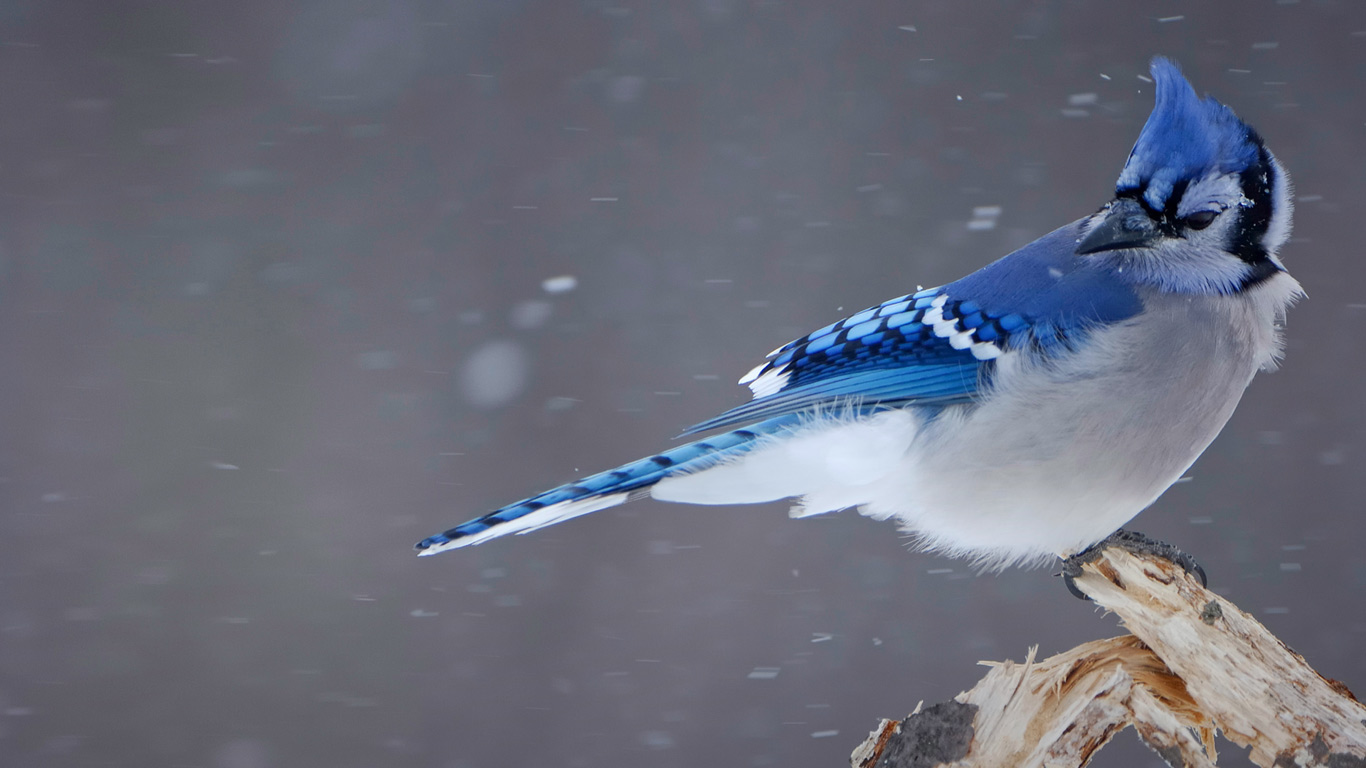 https://bing.ee123.net/img/rand?artid=78658336